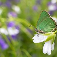 Green Hairstreak 8 